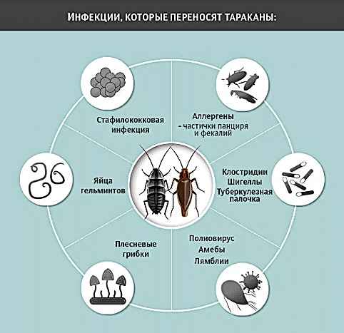 На фото описаны инфекции от тараканов